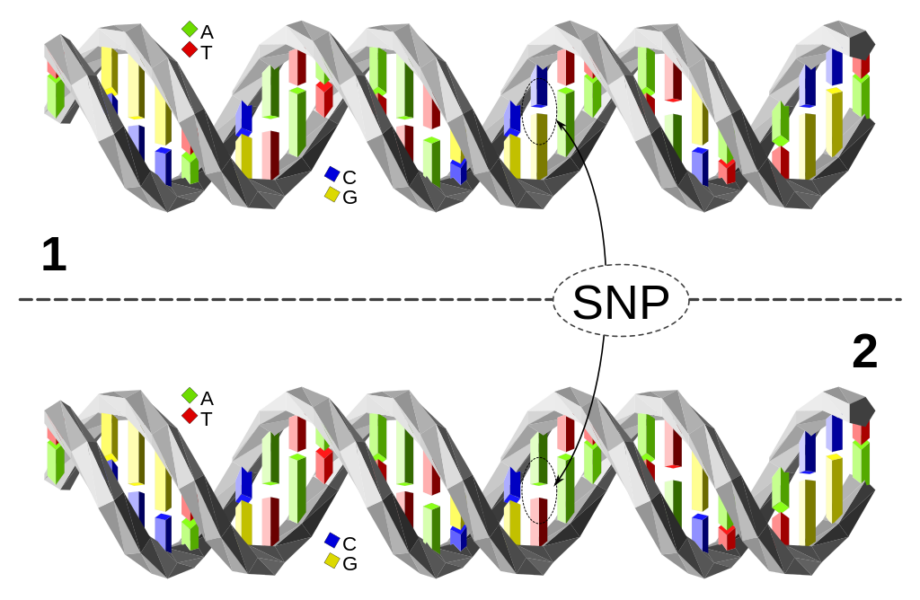 SNPs Variaciones De Un Tema Ellipse