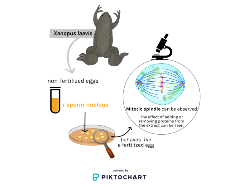 Experimental system to study how microtubules with associated proteins self-organise to form a spindle.