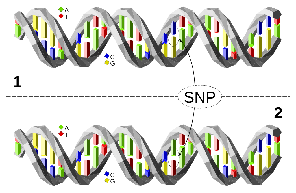 Un polimorfisme de nucleòtid únic (SNP) és un canvi genètic que afecta a un sol nucleòtid dins de la seqüència d'ADN d'una persona.