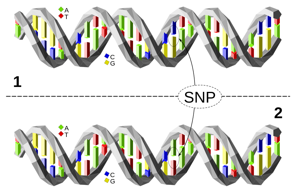 A Single Nucleotide Polymorphism (SNP) is a genetic change affecting a single nucleotide that can occur within a person's DNA sequence.