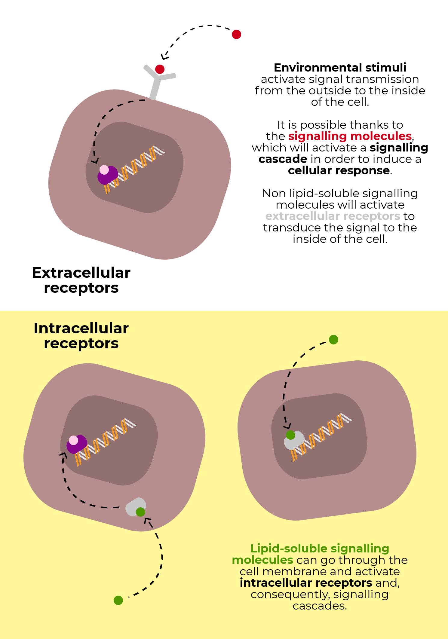 Signal transduction How the cellular communication network works El