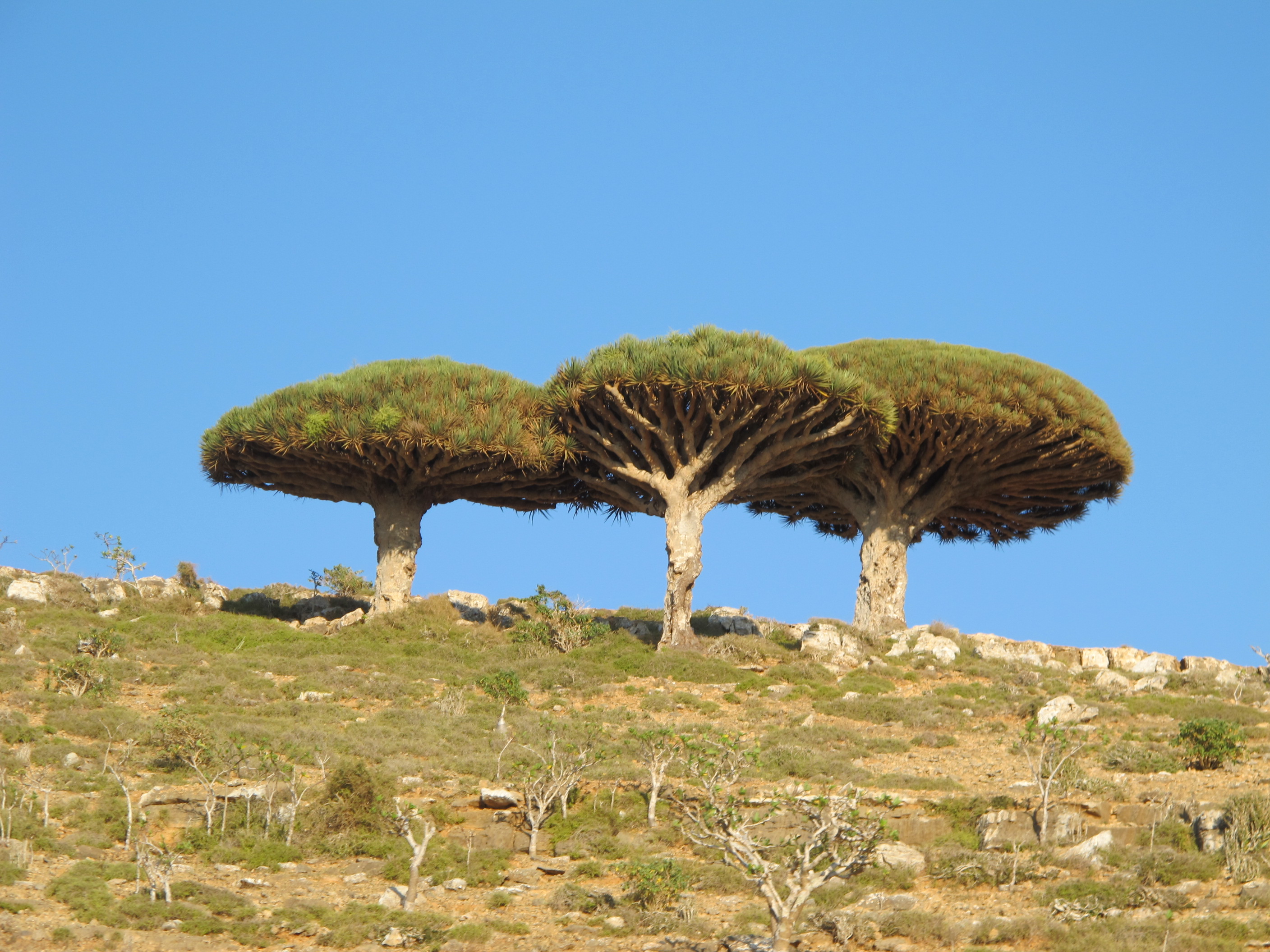 Dragon blood trees.