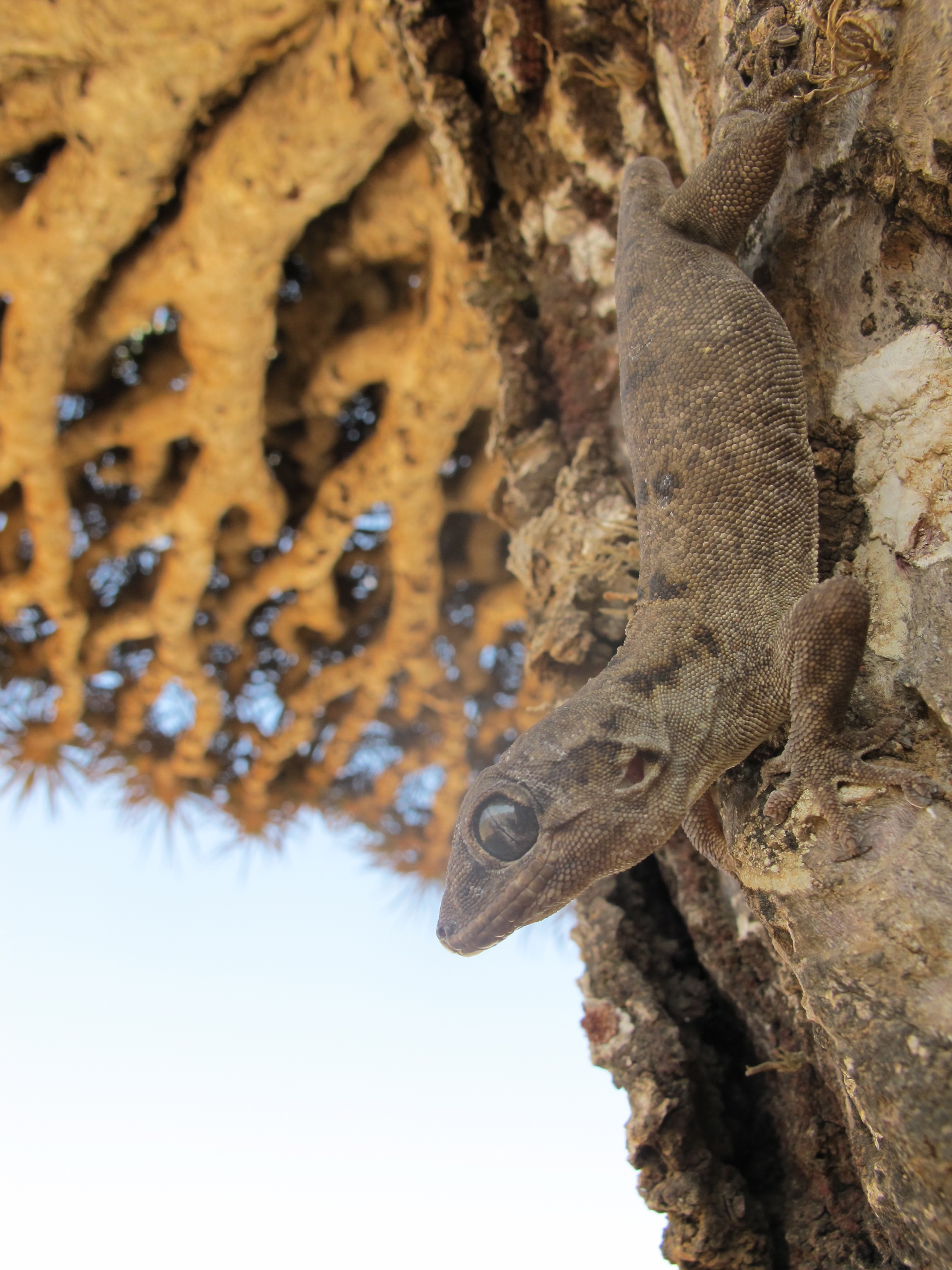 Haemodracon riebeckii, one of the gecko species.