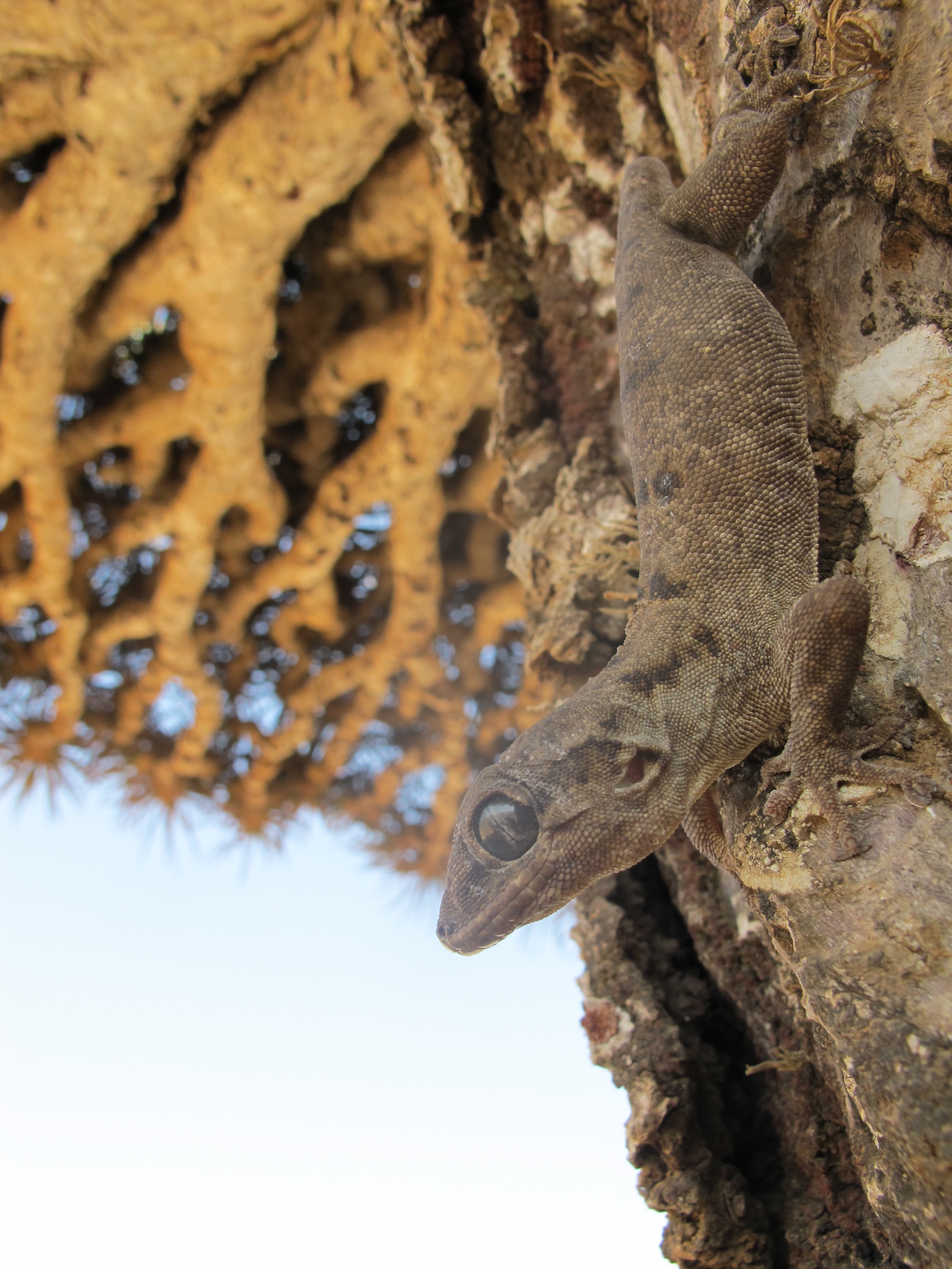 Haemodracon riebeckii, espècie de dragó.