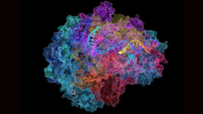 Imatge d'una Polimerasa d'ARN, l'enzim que converteix l'ADN en ARN.