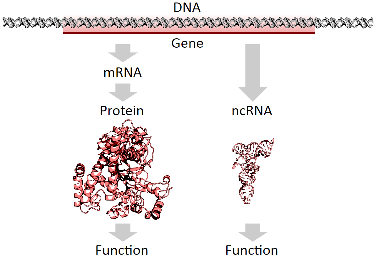 Гены кодирующие рнк. Гены ДНК И РНК. ДНК РНК протеины. Протеин кодирующие гены. Белки ДНК И РНК.