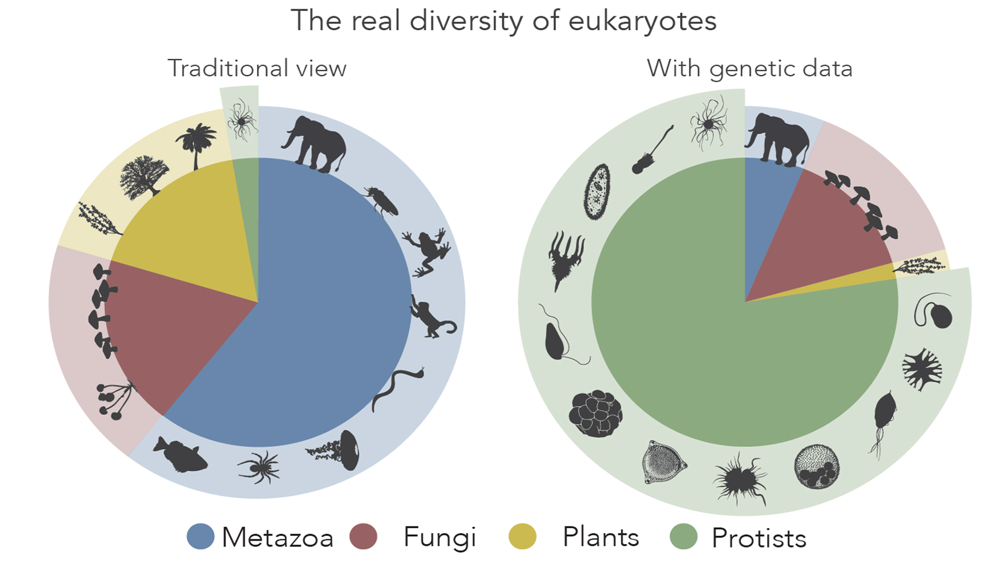 The other eukaryotes