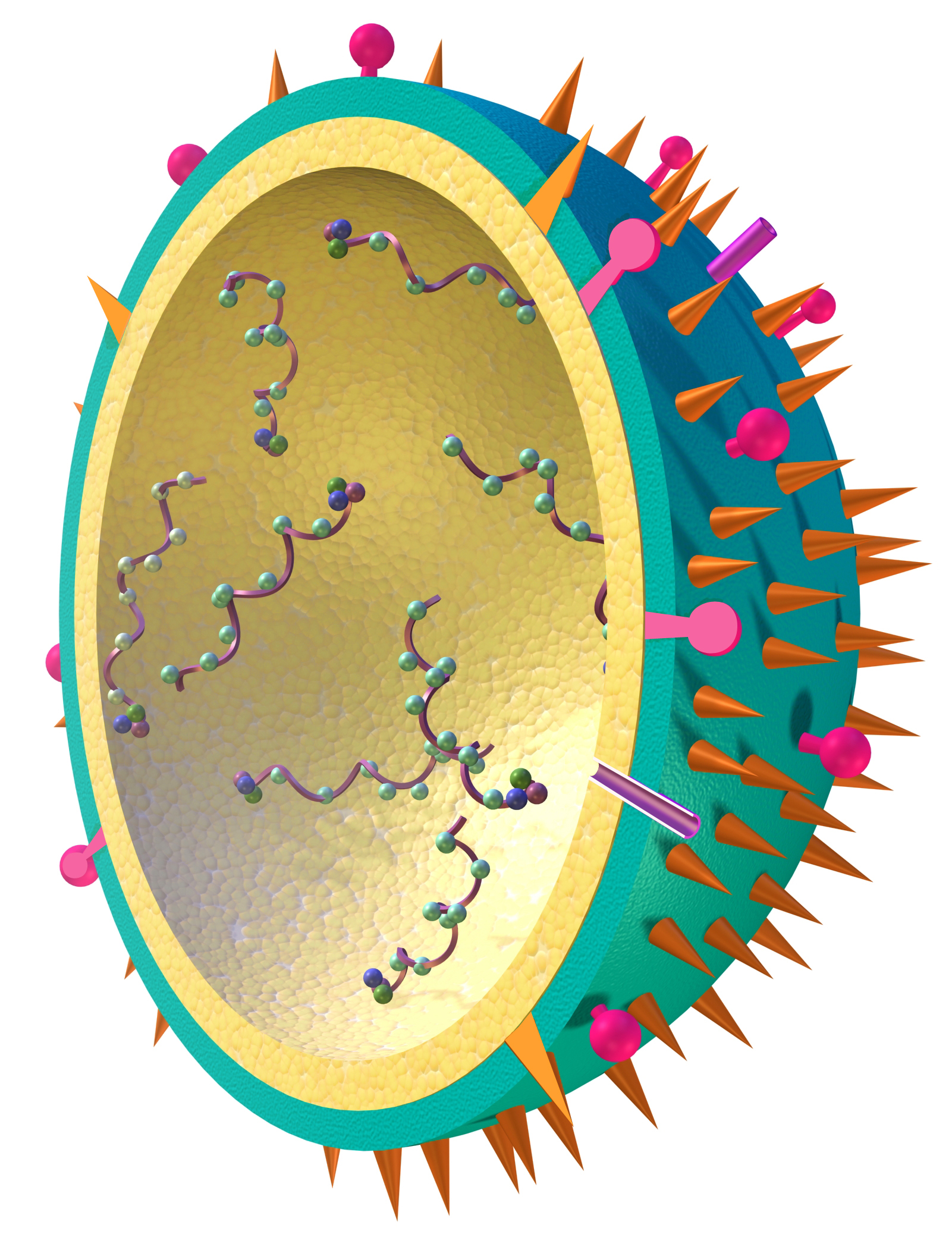 Estructura del virus influenza amb les proteïnes de superfície i 8 segments de RNA.