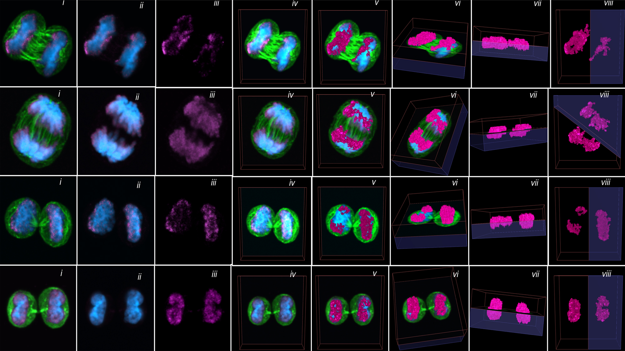 Imágenes de células madre hematopoyéticas (HSC) de Carolina Florian. Florian et al. PLoS Biol. 2018