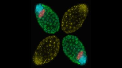 Cuatro embriones de blastocitos de ratón hembra están dispuestos en forma de X, simbolizando los cambios que ocurren en el cromosoma X en esta etapa. Laboratorio de Bernhard Payer en el CRG.