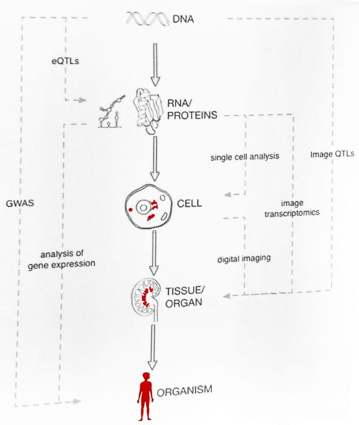 Methodologies to understand the path from DNA to organism. Photography of a slide by Roderic Guigó, CRG.