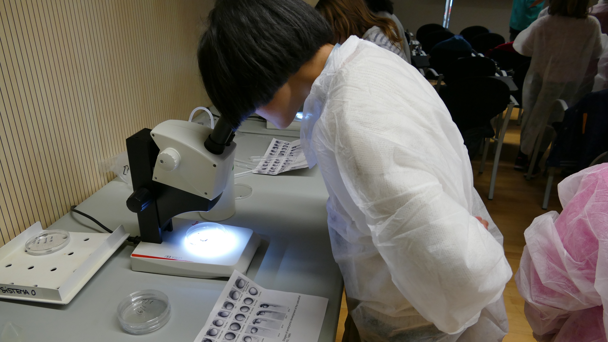 Estudiante observando embriones de pez cebra, en diferentes fases del desarrollo, a través del microscopio.