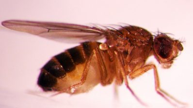 The fruit fly was chosen to be the first multicellular organism to have its genome fully sequenced back in 2000 (Image by the Oregon State University at Flickr).