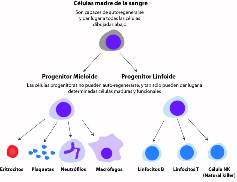 ¿Qué Es La Leucemia Y Porqué Aparece? - El·lipse