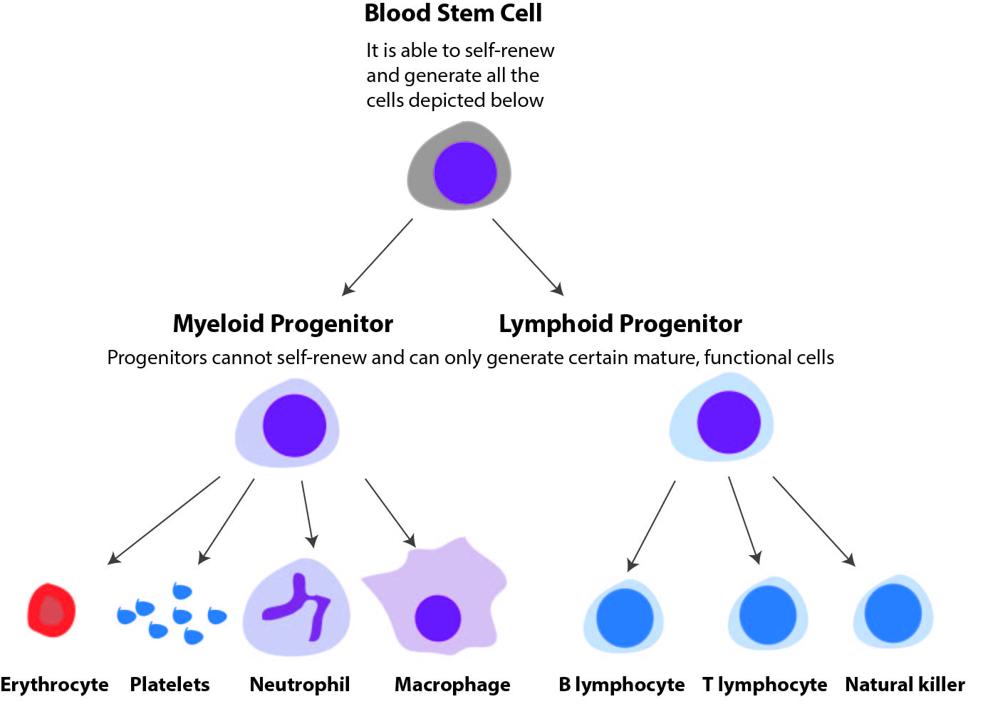 Schematic view of blood cell formation through the hematopoietic hierarchy