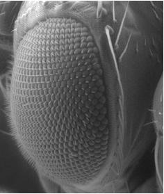 El ojo de la mosca Drosophila está formado por unas 700 unidades