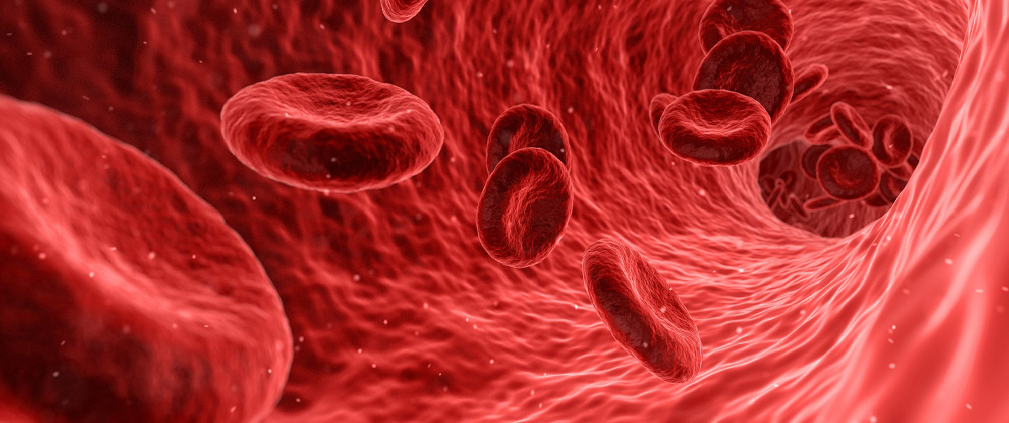 Erythrocytes are the majority of the blood cells, and give the blood its red colour. In leukemia, the proportions of blood cells are reversed.