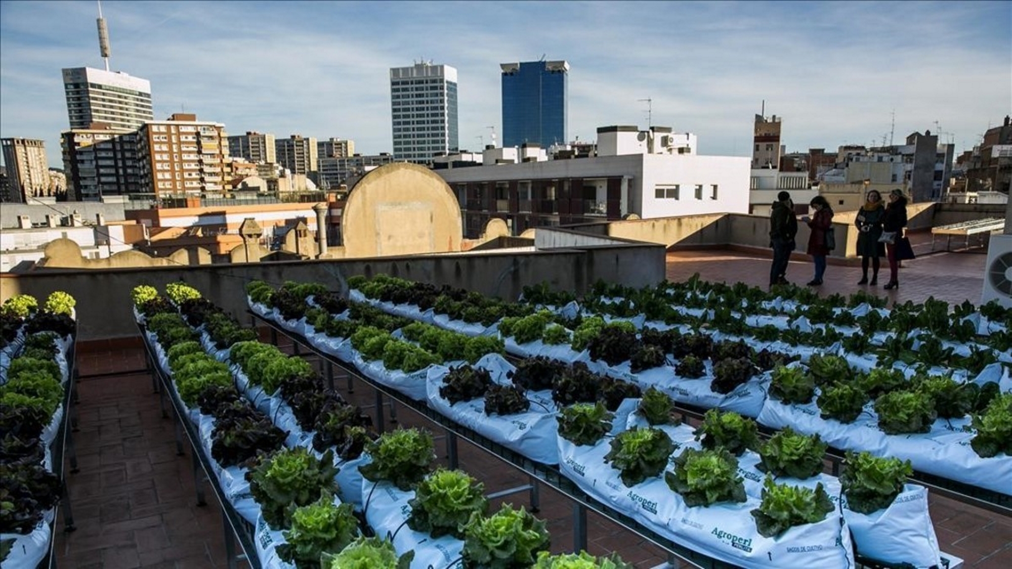 Urban Gardening