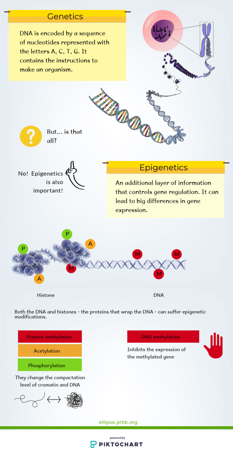 Epigenetics, beyond the genes - El·lipse