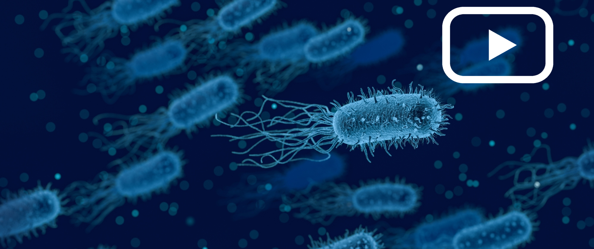 El "quorum sensing", un tipus de comunicació bacteriana, consisteix en la regulació de la expressió gènica en resposta a fluctuacions en la densitat poblacional dels microorganismes (Imatge de qimono a Pixabay).