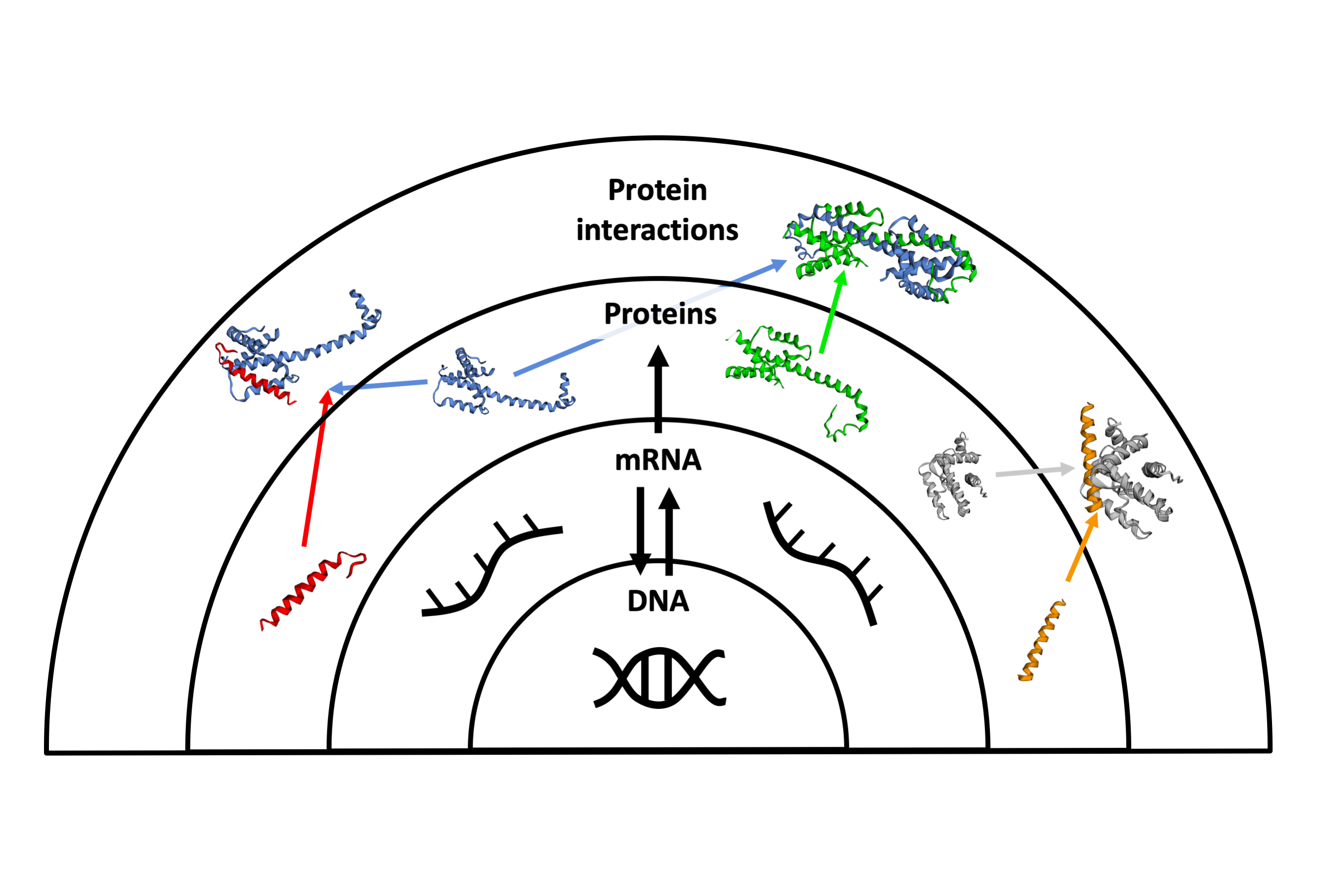 Schematic representation of how the content of the genes (DNA) produces the proteins (becoming mRNA in the middle of the process). In a new level of complexity, the proteins interact specifically with other proteins to successfully complete the biological processes.