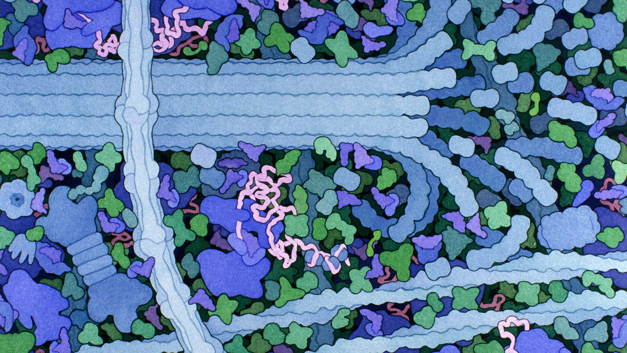 Artem Komissarov estudia el transporte molecular dentro de las neuronas. Ilustración de David S. Goodsell, the Scripps Research Institute.