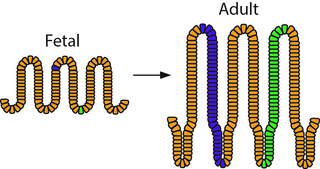 1.Schematic illustration of the results from the study: blue and green colored cells are originally located in different parts of the fetal epithelium, but they both can end up in the bottom of the adult crypt, becoming a stem cell and therefore generating progeny (color-marked).