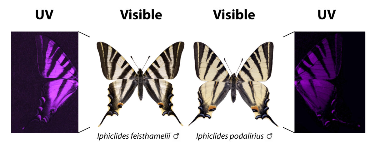 Images of southern scarce swallowtail butterfly (left) and scarce swallowtail (right) obtained with visible and UV photography. The subtle differences in the visible pattern of the wing become surprisingly evident with UV photography.