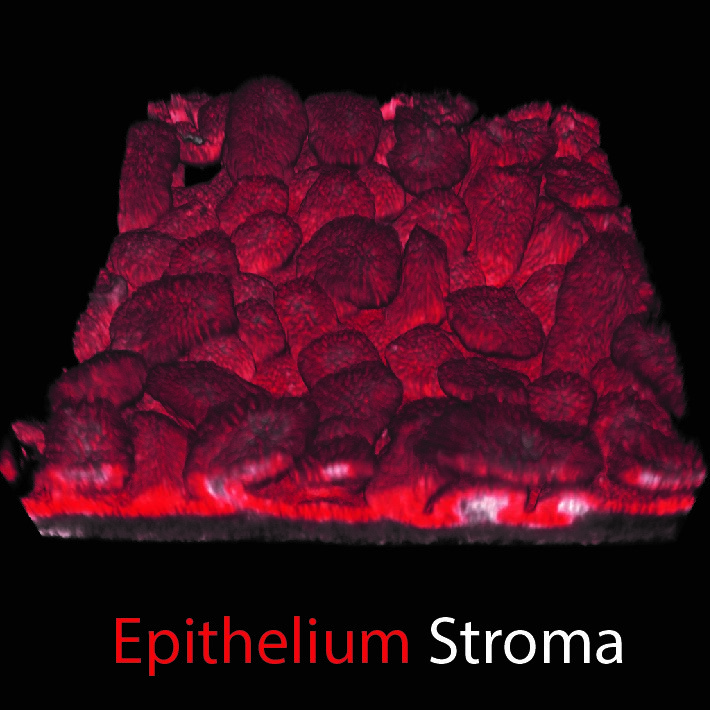 3D reconstruction of fetal intestinal epithelium