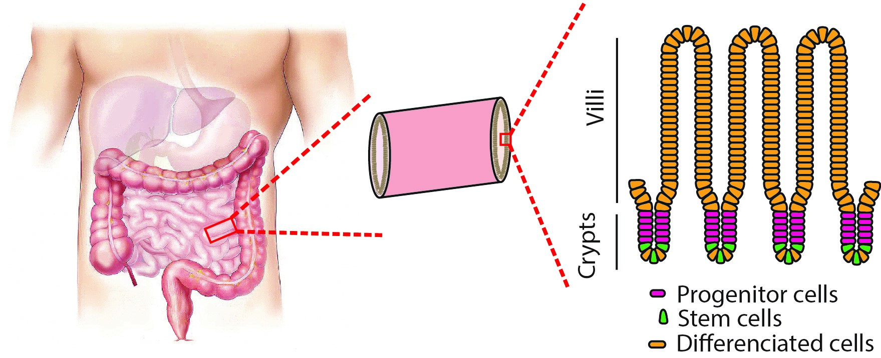 Schematic Illustration of the adult human intestine with a zoom to the intestinal epithelium, composed by a monolayer of cells organized in crypts and villi.