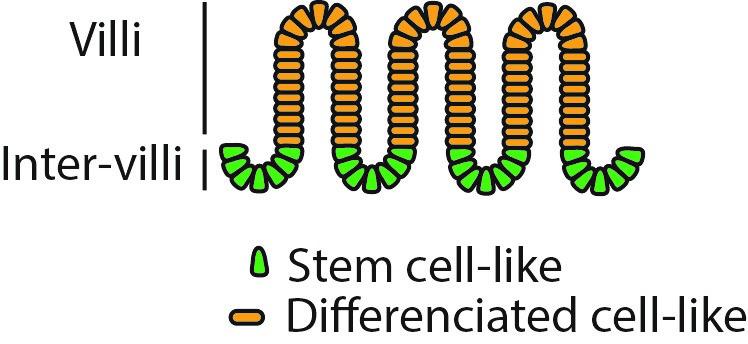 Schematic view of the fetal intestinal epithelium, composed by villi and intervillus regions.