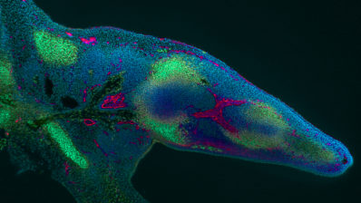 Immunotinció d'un primordi d'extremitat de ratolí. Les cèl·lules similars a cartílag estan marcades en verd, les cèl·lules endotelials en rosa i els nuclis en blau. Fotografia d'Heura Cardona i Montserrat Coll (EMBL Barcelona).