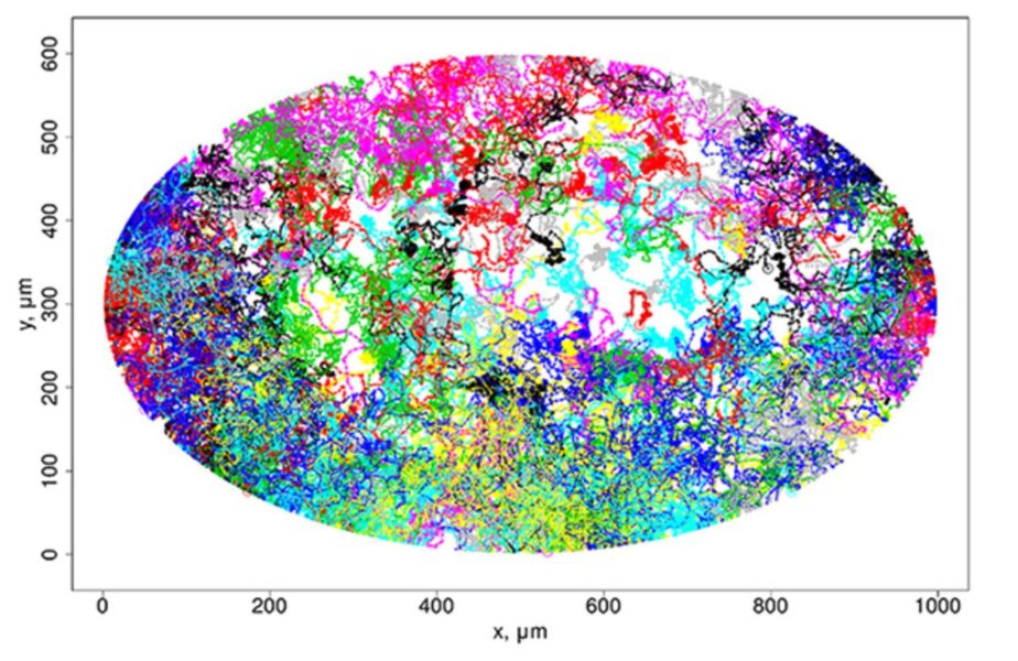 Twelve-hour dynamics of T-cell trajectories in a lymph node obtained by numerical simulation. 