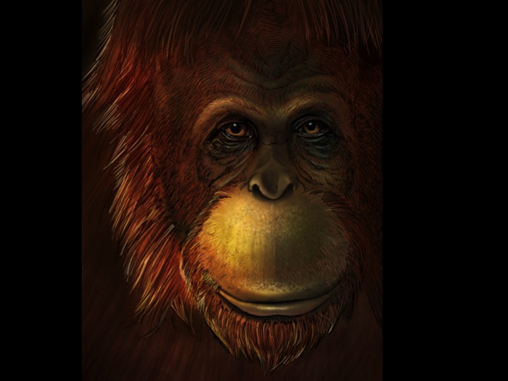 Representación artística de Gigantopithecus blacki (primer plano del ojo). Crédito: Ikumi Kayama