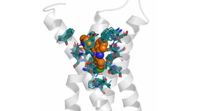 Model of the antipsychotic clozapine interacting with a set of receptors potentially involved in its pharmacological effect.