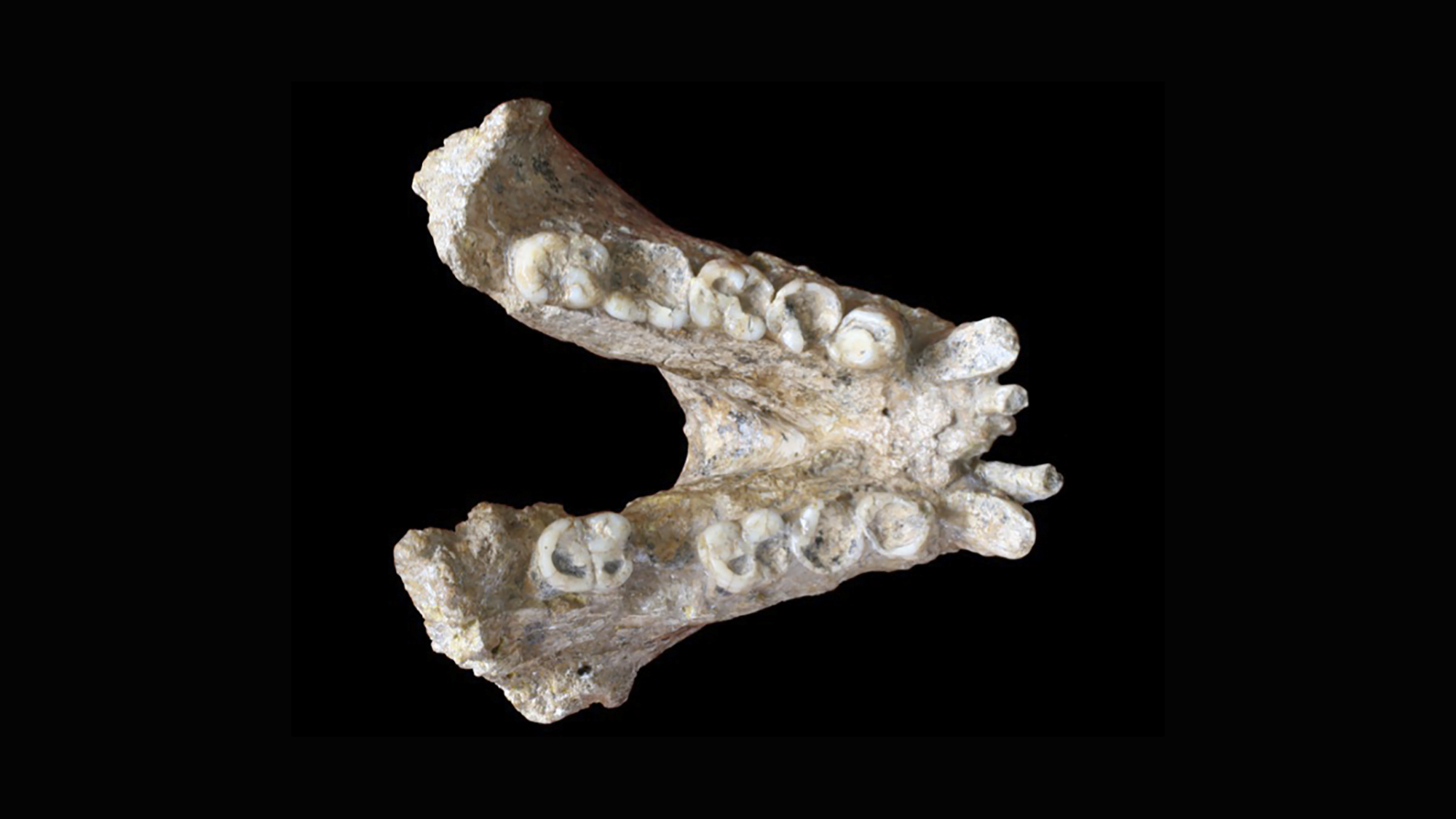 Jaw of a Gigantopithecus blacki (P1-M2=74mm). Credit image: Prof. Wei Wang; Edit: Theis Jensen.