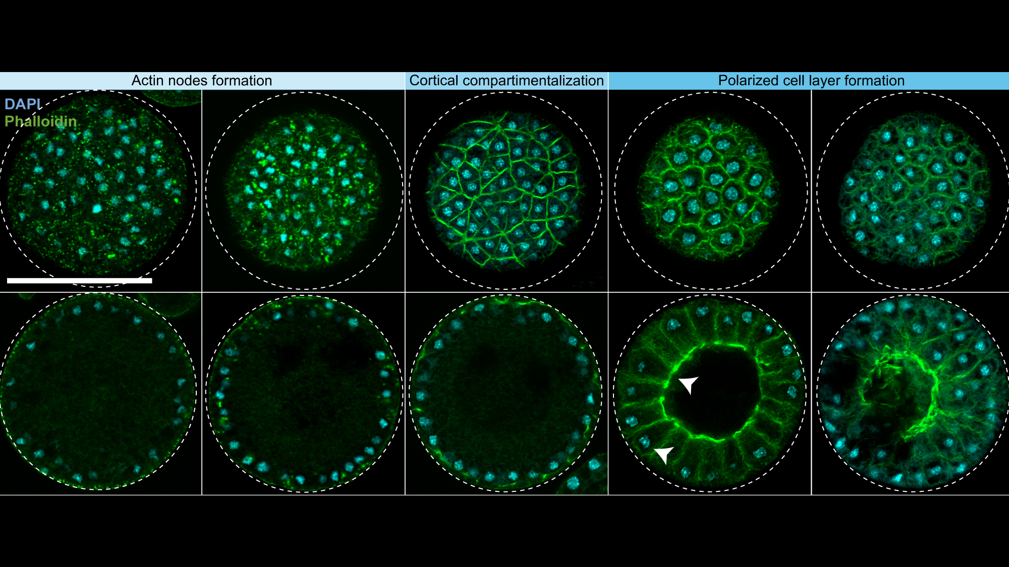 Formation of epithelial-like structures in single-celled organisms -  El·lipse