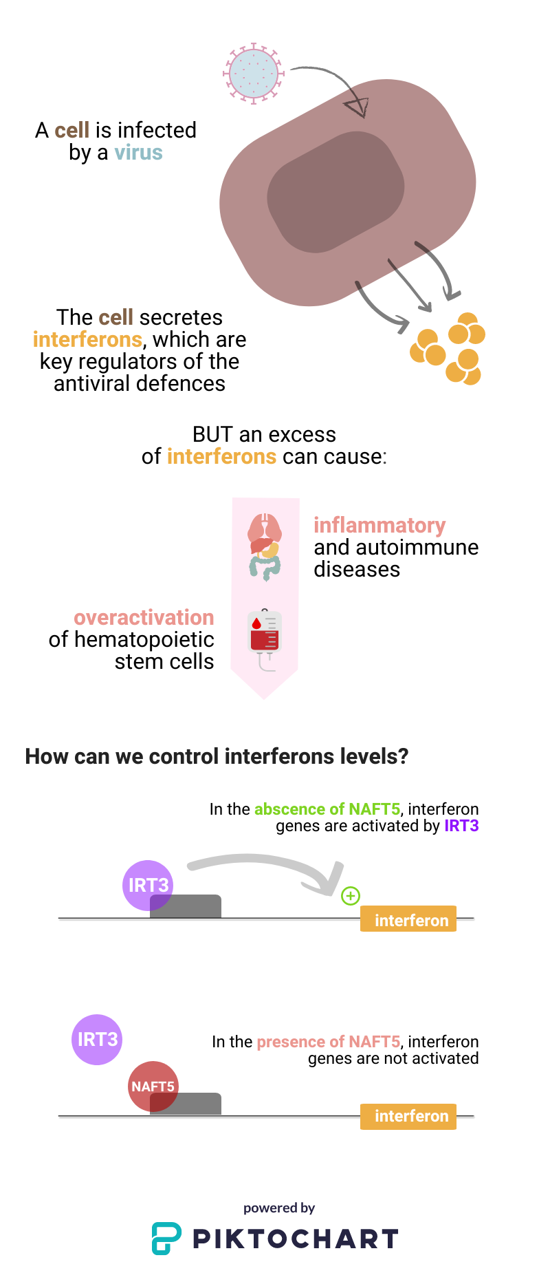 New key element to control interferons during the immune