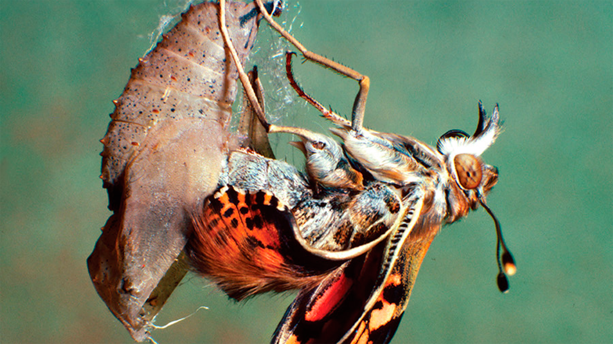 La metamorfosi és considerada un dels processos més innovadors a l'evolució dels insectes. | Imatge extreta de la portada del llibre "Insect Metamorphosis: From Natural History to Regulation of Development and Evolution".