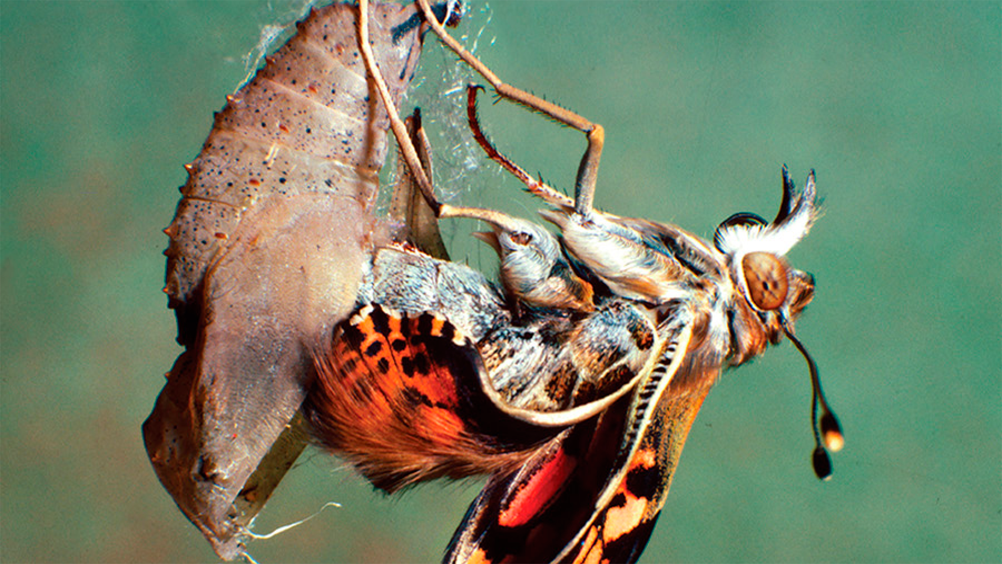 Metamorphosis is considered one of the most innovative processes in the evolution of insects. | Picture taken from the cover of the book "Insect Metamorphosis: From Natural History to Regulation of Development and Evolution".