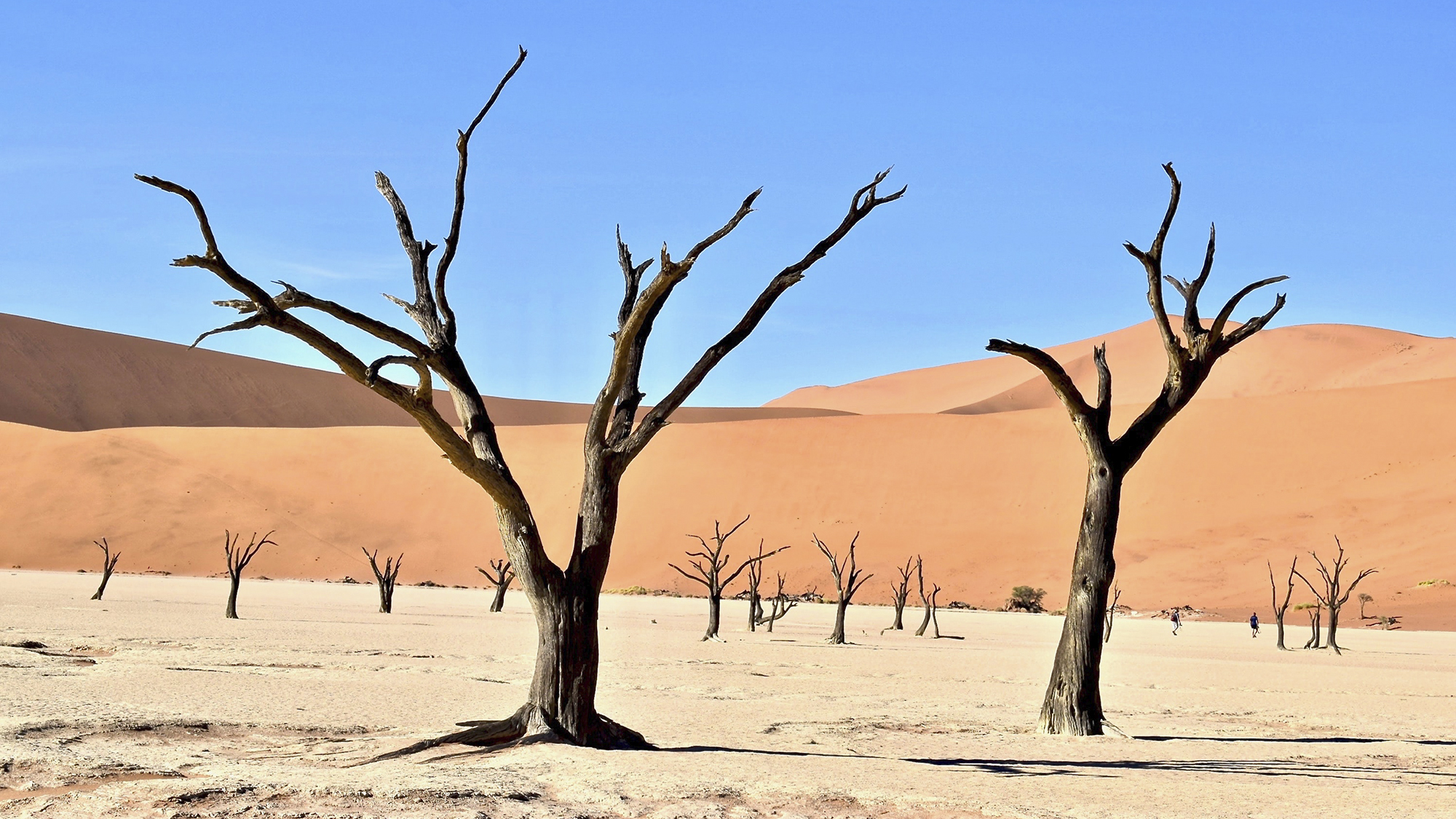 Incrementos de aridez como los que se esperan por el cambio climático podrían alterar de forma brusca e incluso poner en peligro los ecosistemas en zonas áridas de nuestro planeta. | Imagen de Parsing Eye en Unsplash.