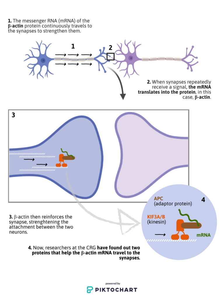 Closer to figuring out the molecular mechanisms responsible for ...