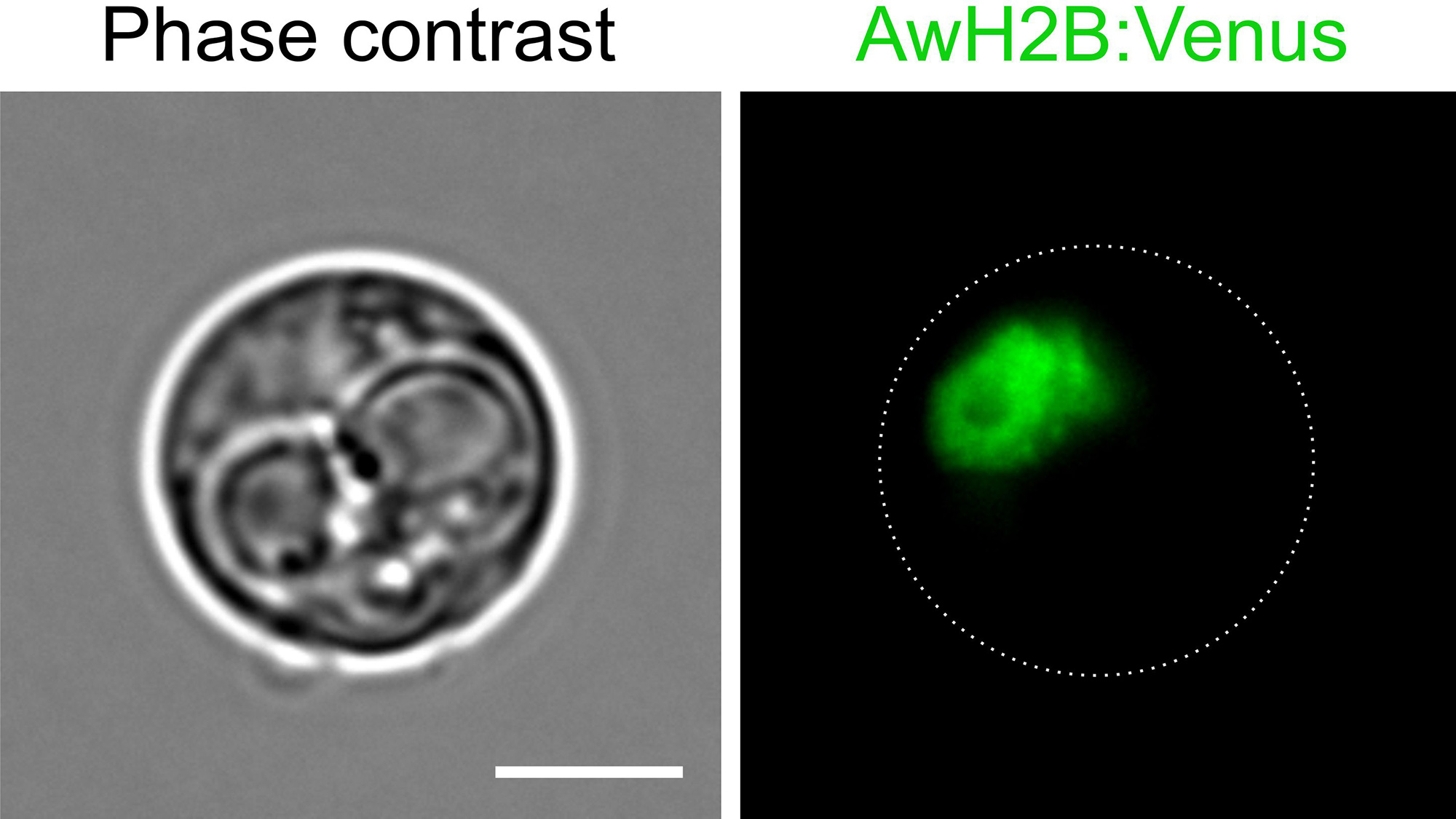 Abeoforma whisleri is a single-celled marine protist important in scientific research to understand the origins of animals. A. whisleri cells were transformed with plasmid DNA encoding a fluorescence protein to label the A. whisleri nuclei in green, enabling an experimental model systems team to better study the life cycle of this organism. | Picture by Sebastian. R Najle and Elena Casacuberta.