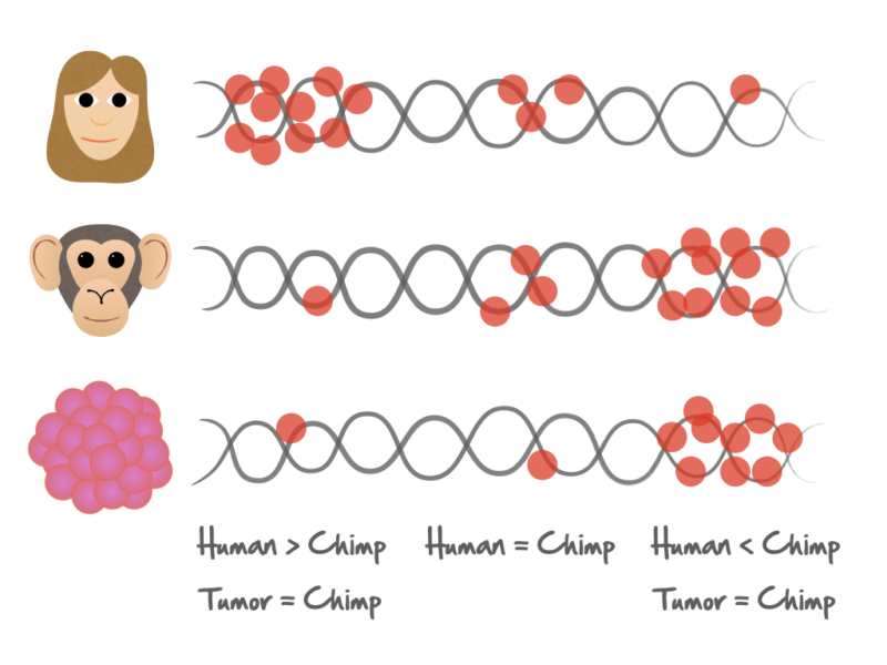 Distribuión de las mutaciones en los genomas de humanos, chimpancés y muestras tumorales. Crédito: Txema Heredia-Genestar.