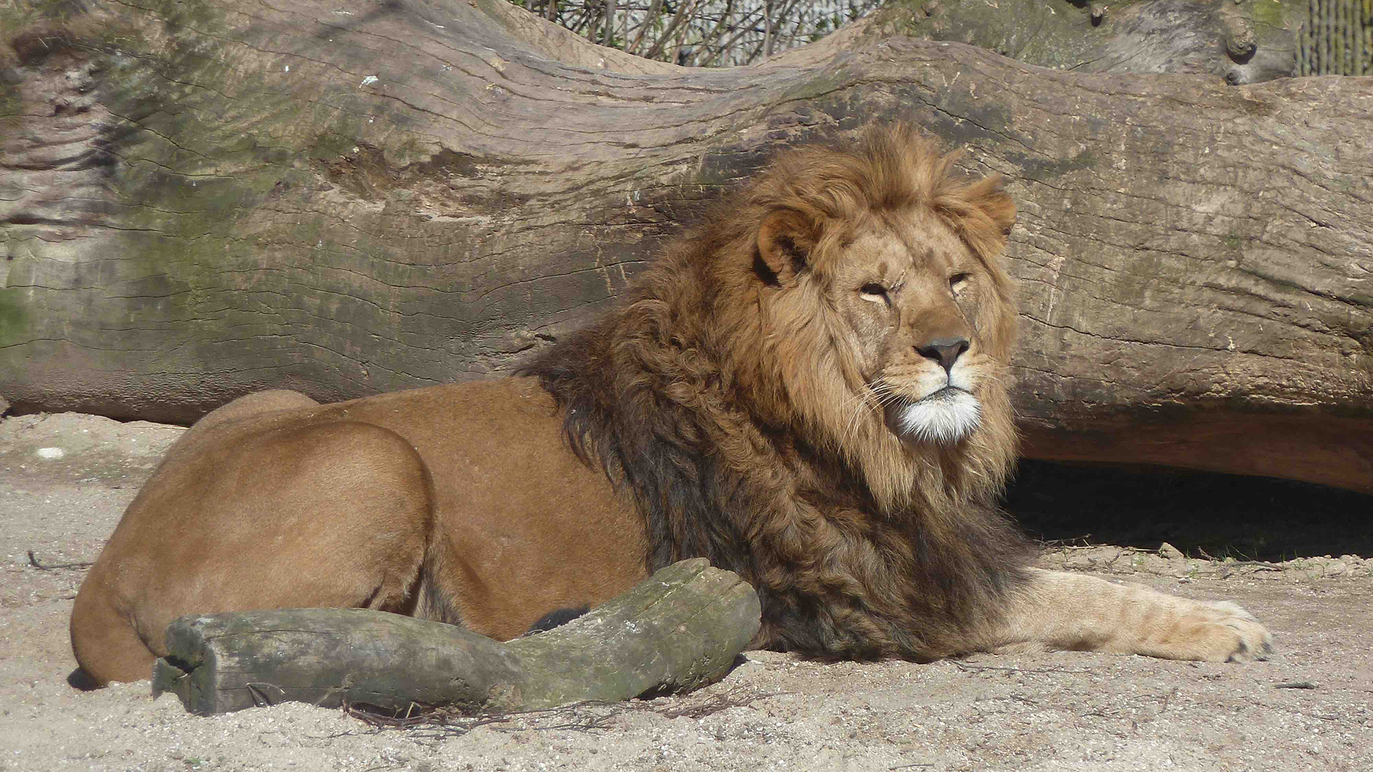 León macho en el zoológico de Copenhague en el mes de abril de 2014. | Imagen de Ross Barnett, investigador en el GLOBE Institute y co-autor principal del estudio.