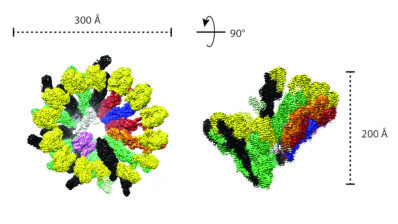 The human γTuRC structure seen by cryo-electron microscopy. Image from the Surrey lab.