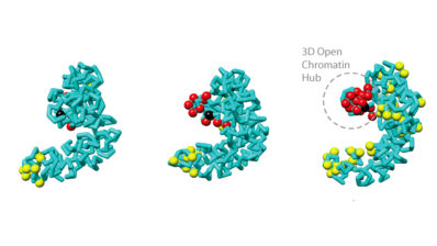 La manera en la que els cromosomes ocupen l'espai tridimensional és crucial per a regular la funció del genoma, així com els processos essencials per la vida, tals com la replicació de l'ADN, la transcripció i la reparació de l'ADN malmès.