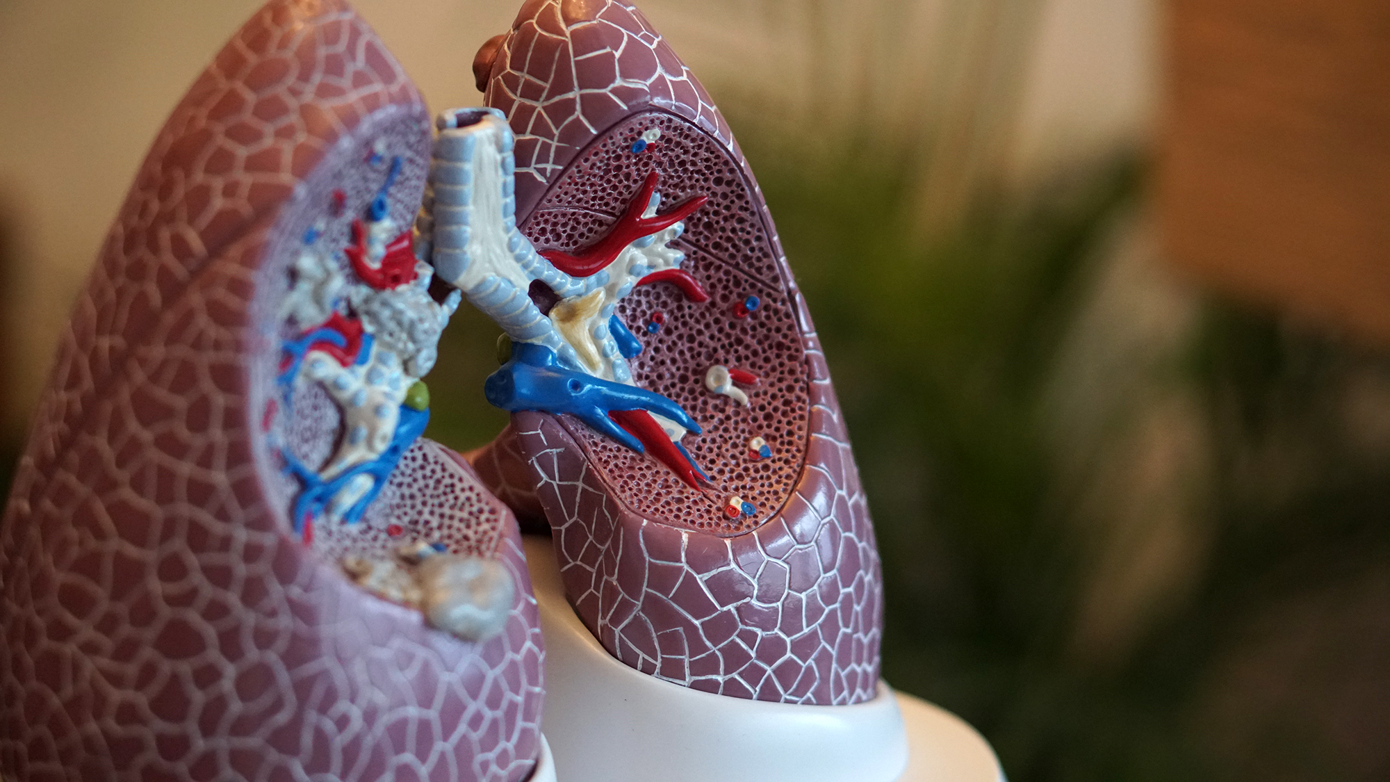 Pulmobiotics es una spin-off del CRG que pretende desarrollar aplicaciones terapéuticas para enfermedades pulmonares. Foto de Robina Weermeijer a Unsplash.