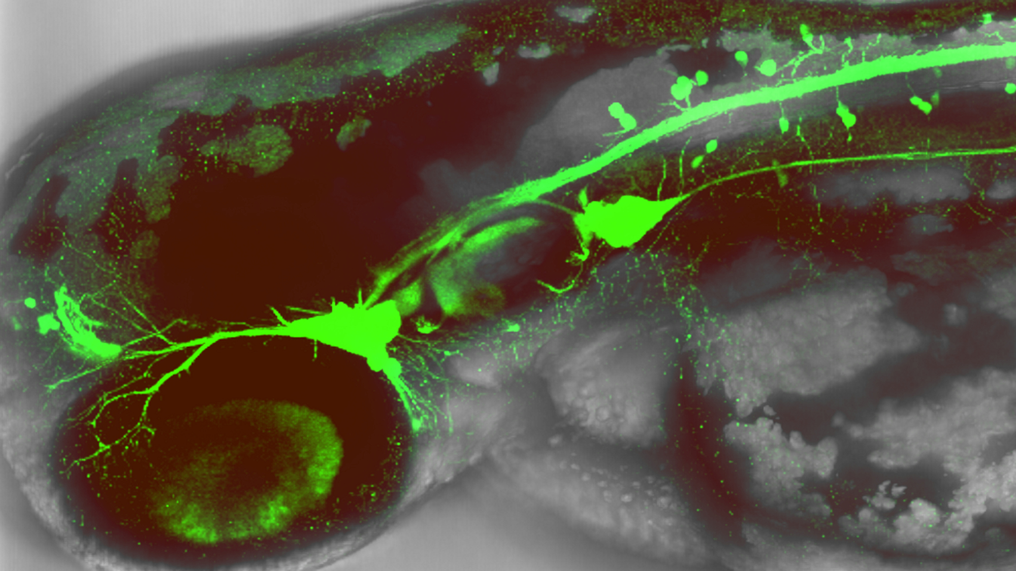 Embrió de peix zebra amb neurones sensorials flurescents, Imatge del laboratori de Berta Alsina.