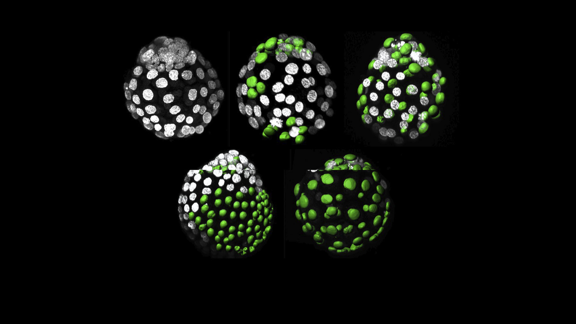 Images of mouse embryos with different cell types marked in different colors. From Saiz N. et al.